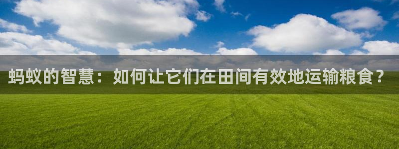 谈球吧：蚂蚁的智慧：如何让它们在田间有效地运输粮食？